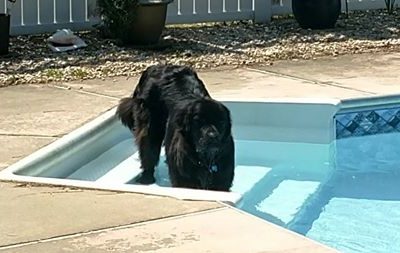A large black dog enjoys a backyard pool, perfect for Caswell Beach Tile in Long Island & Queens, NY.